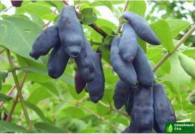 Жимолость "Сибирячка"