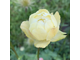 Trollius x cultorum &quot;Cheddar&quot;