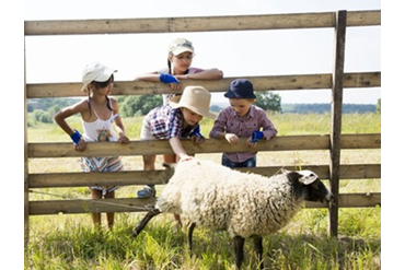 Животные на ферме