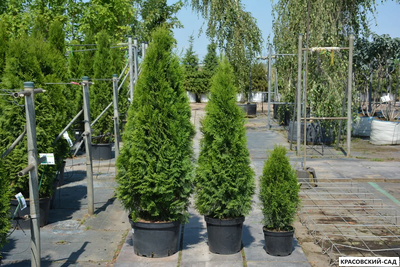 Туя Смарагд - Smaragd 160 см