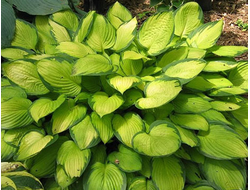 Хоста Golden standart, C2