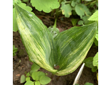 Convallaria m. Green Tapestry