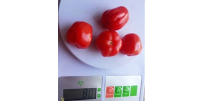 Томат Черри Аккордеон