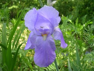 Ирис бледный (Iris pallida) 15% иронов 1г