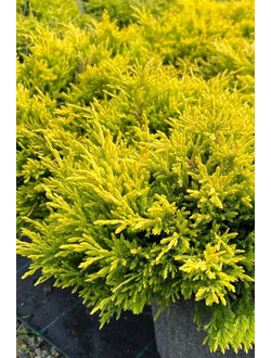 Можжевельник горизонтальный Limeglow