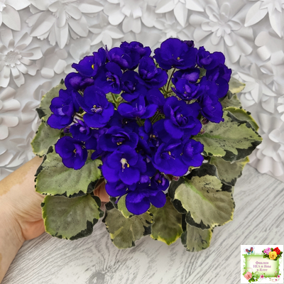 Harmony's Little Stinker-2 (Harmony) листовая химера