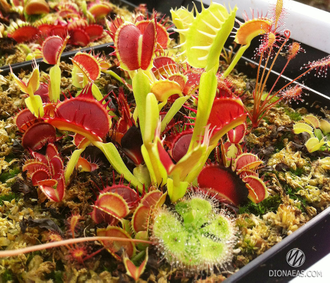 Dionaea muscipula Fused Tooth Perso I