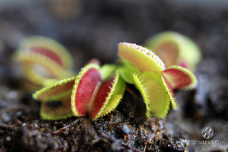 Dionaea muscipula Coquillage