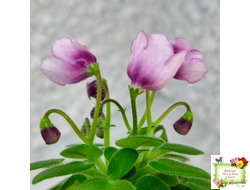 SimSim Tiny Bells (Alex Mayer) (детка)