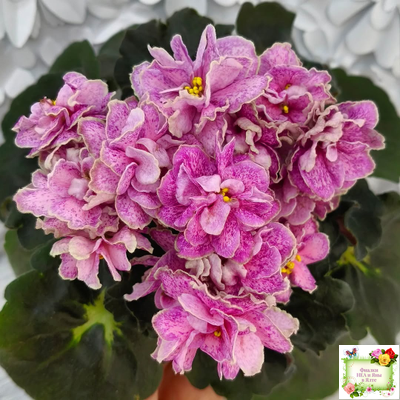 АВ-Шиповник (Фиалковод) 2021 г. (гёрл-листва)