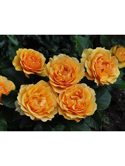 Амбер Куин (Amber Queen)