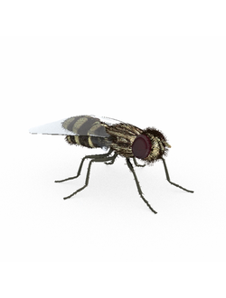 насекомые Муха