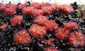 Drosera sp. South Africa