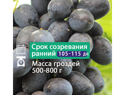 Саженцы лучших сортов винограда собственного производства, доставка по ...