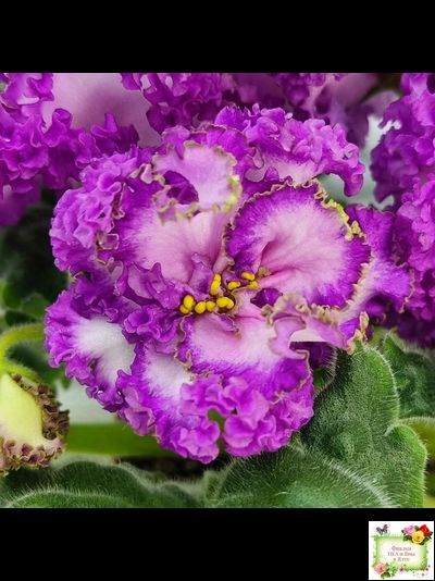 ПТ-Принцесса Ясмин (Т. Пугачева) 2019 г.