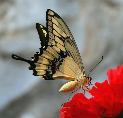 Салют из 10 тропических бабочек . Микс !