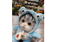 Мягкая Игрушка "Котенок в костюме" 20см