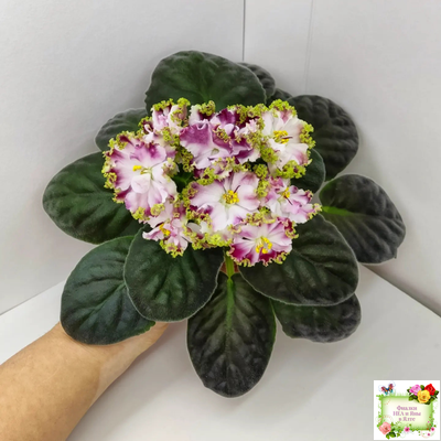 КО-Петушок Золотой Гребешок (О. Кособокова) 2016