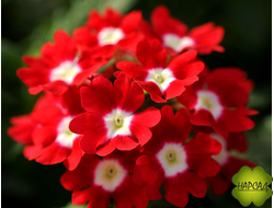 ВЕРБЕНА 4 ШТ РАССАДА