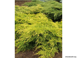 Можжевельник средний Голд Стар с доставкой по Москве в питомнике красовский-сад.рф