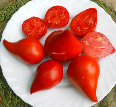 Томат Фатер Рейн (Vater Rhein, Германия)