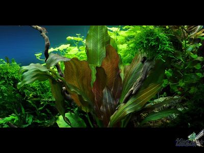 Эхинодорус Рени (меристемный) АЗИЯ