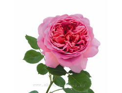 Принцесса Александра Кентская