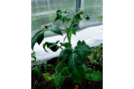 гном Чоемато в арочной 7 июня
