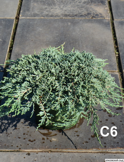 Можжевельник Айс Блю - Icee Blue