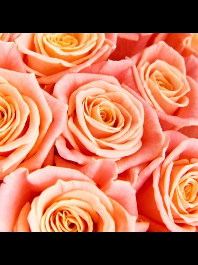 19 персиковых роз