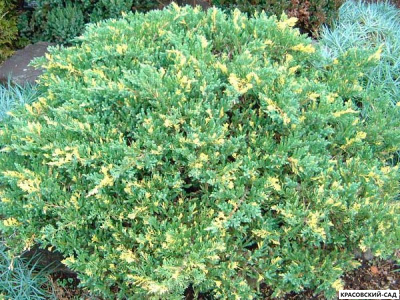 Можжевельник Экспанза Варигата - Expansa Variegata