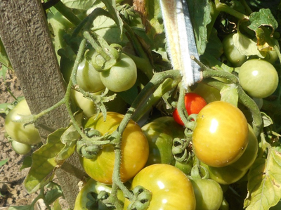 Томат Казабалыкский суперранний