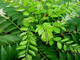 Карри листьев (Murraya koenigii) 5 мл - 100% натуральное эфирное масло