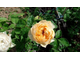 Голден Вувузела роза