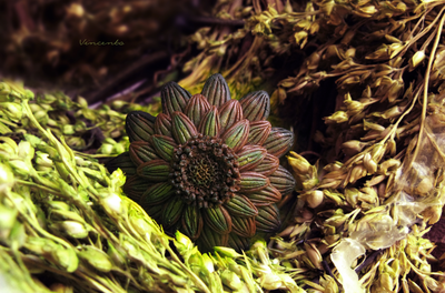 "Лесной всполох", кольцо-цветок из Зачарованного леса