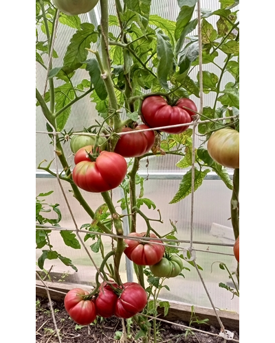 Томат Немецкий красный бабушки Кентрел (Granny Cantrell’s German), Канада