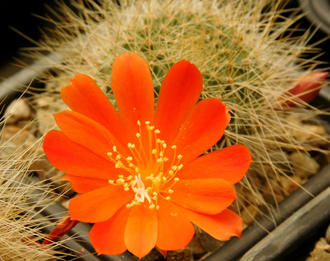 Rebutia senilis (оранж. цв.)4 - 10 семян