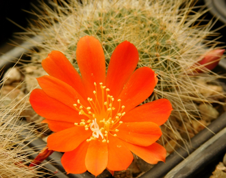 Rebutia senilis (оранж. цв.)4 - 5 семян