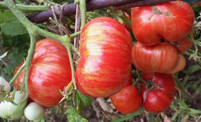 Томат Гном Приз Ханны ( Dwarf Hannah’s Prize, США, Австралия)