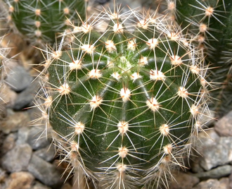 Echinopsis ‘Doris’ x ‘Bum 80-6’ Wessner (D=30mm, Н=50mm)