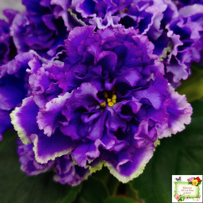 РМ-Синий Бриллиант (Н. Скорнякова) 2023 г.