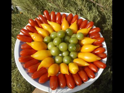 Томат  Черевички