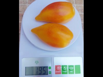 Томат Похвала Марины, (Marina's Praise, Гордость Марины)