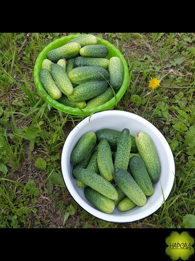 ОГУРЕЦ "ЩЕДРИК F1" (саженец 3-4 листа) (для теплицы и открытого грунта, неприхотливый, вкусный без горечи)