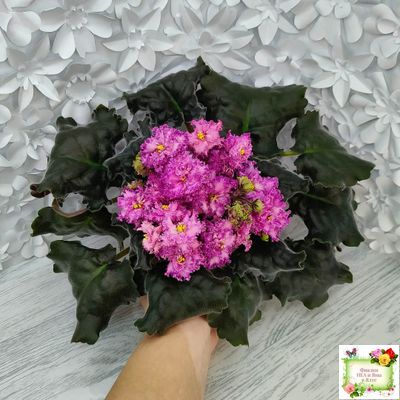 БР-Сочная Ягодка Люкс (С. и Н. Буркацкие) 2022 г.