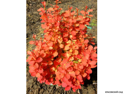 Барбарис Тунберга Orange Alf - фото в саду - красовский-сад.рф