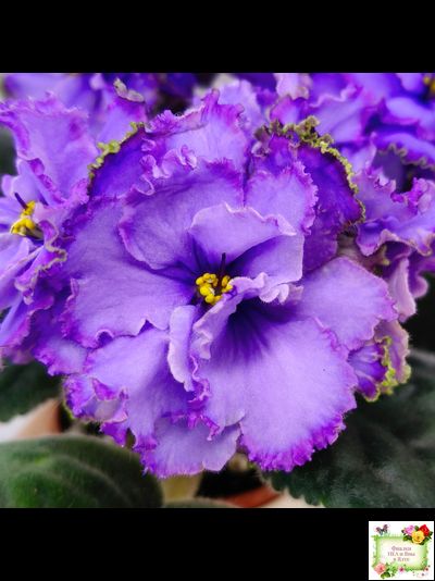 Blue Dragon (LLG/P.Sorano) (9516) 12/17/2005