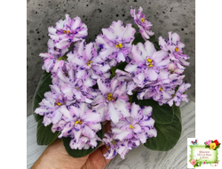 МК-Ветер Перемен (М. Карпова) химера стандарт (стартер сорт)