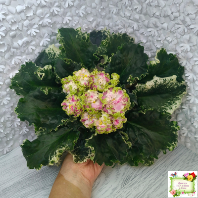 МТ-Античная Брошь (М. Тотиева) 2025 г. (лист посажен 24.01.26)