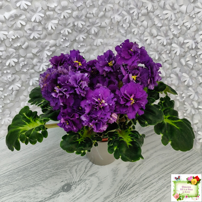 ЛФ-Лилия (Л. Федосеева) 2019 г.